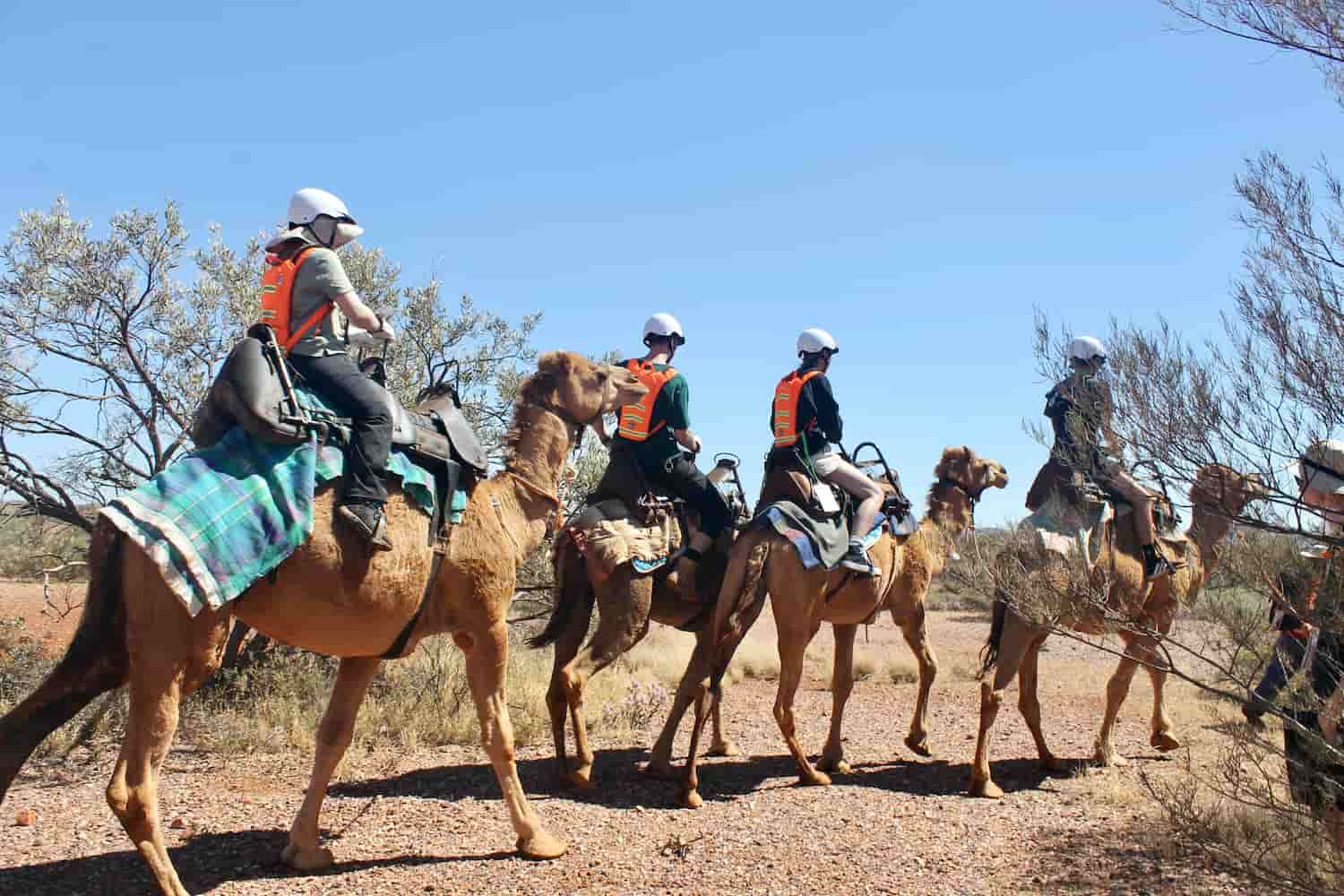 seven young people riding camels across the Pilbara at a canteen event where they got support for cancer 